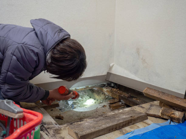 Best Mold Documentation for Insurance Claims  in Hamshire, TX