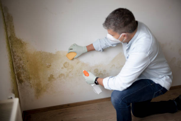 Best Post-Remediation Verification Testing  in Hamshire, TX